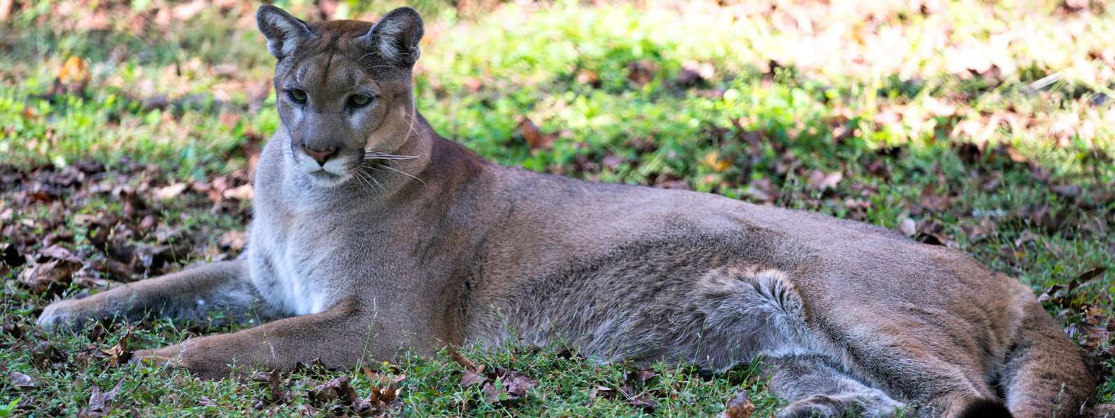 florida panther resting in a field