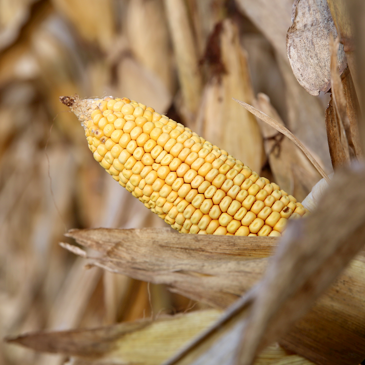 Investing in the Southeast: Why Land Asset Diversification is a Smart Strategy