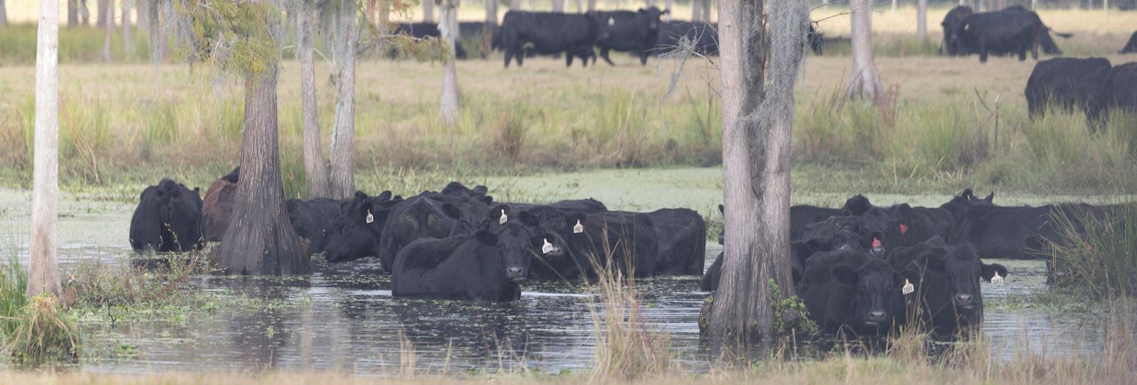 Top Facts About Florida's Cows & Cattle Industry