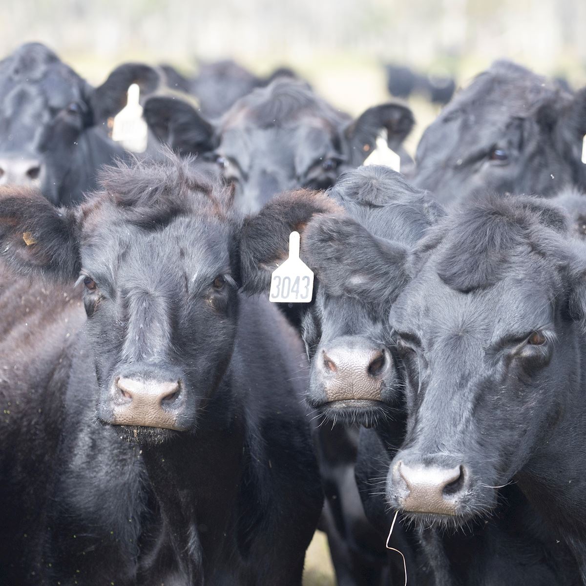 Top Facts About Florida's Cows & Cattle Industry