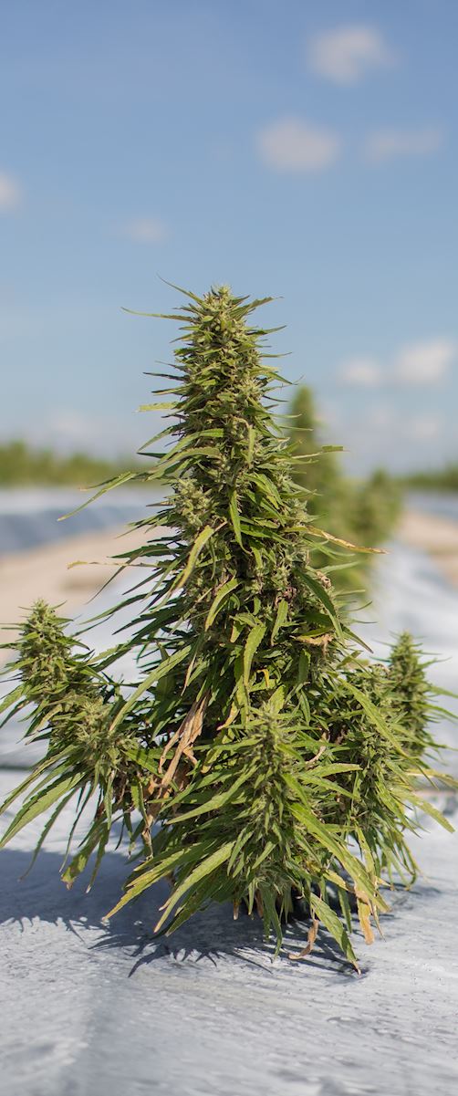 Industrial Hemp is Very Popular in Florida Farms for Sale