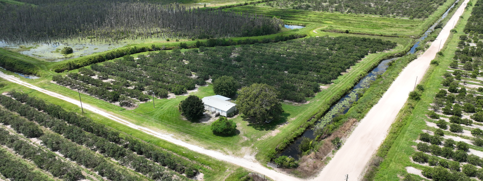 citrus groves in florida