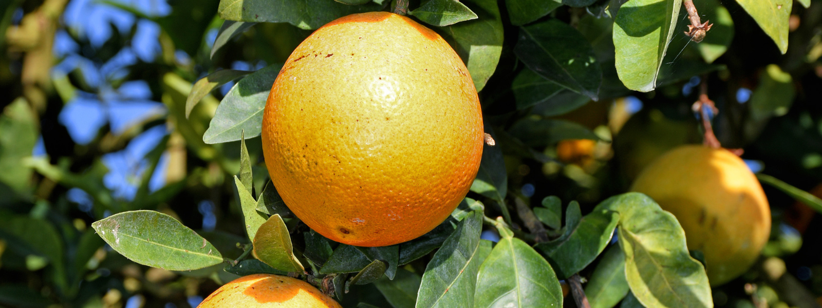 oranges hanging from a tree