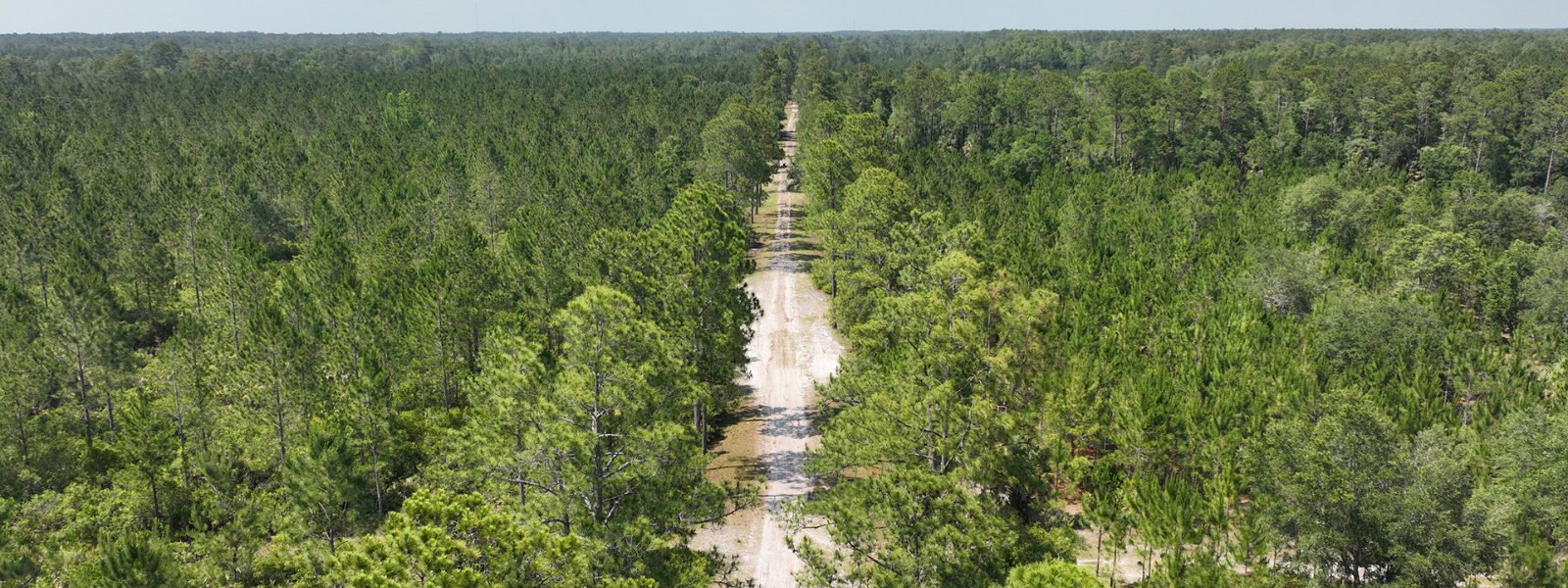 dirt path running through a pine forest