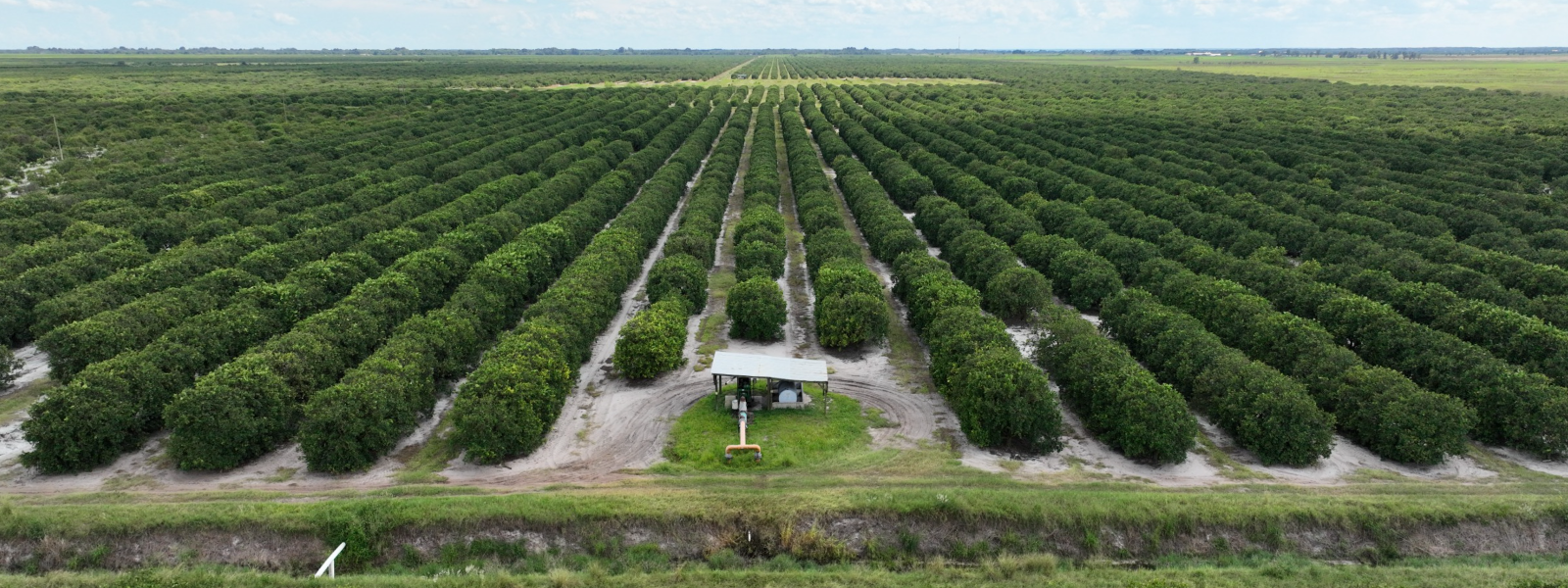 ranching in florida citrus grove