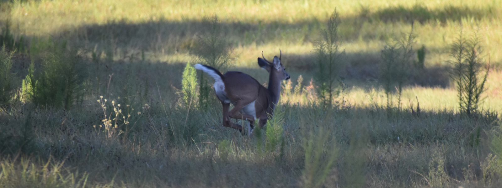 Florida Hunting Lease Considerations Saunders Ralston Dantzler