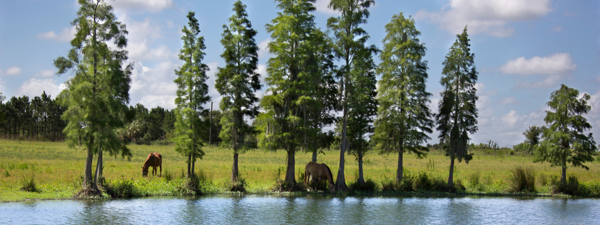 Horses walking near a lake surrounded by trees