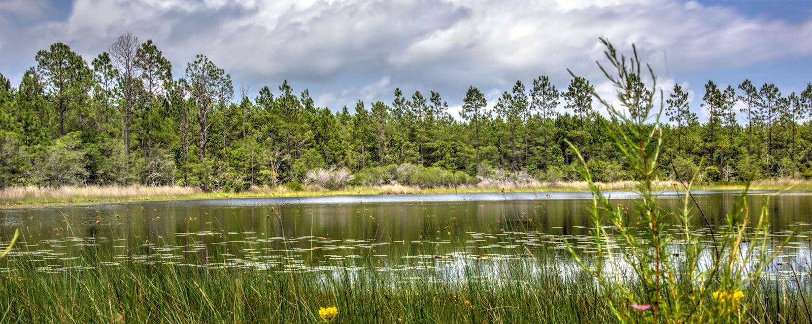 History Of Florida Conservation Easements Svn Saunders History Of Florida Conservation Easements Svn Saunders