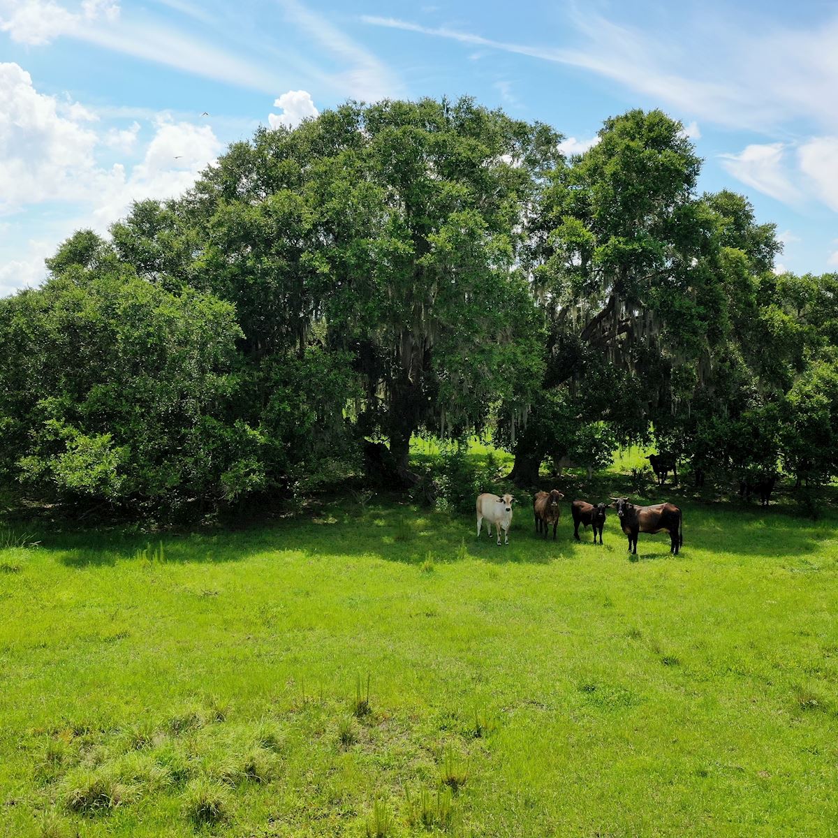 Conservation Land for Sale in Florida &
