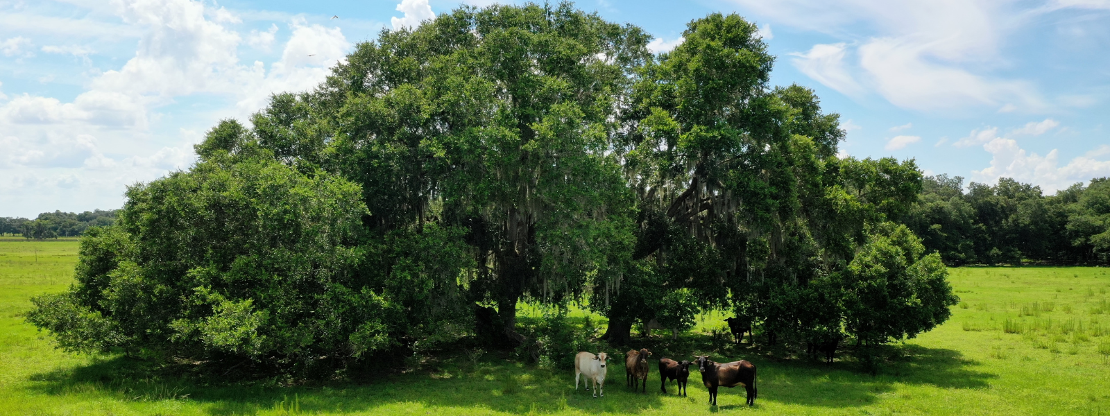 cattle grazing under a large tree