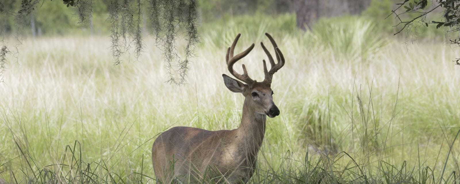 Hunting on Private Hunting Properties SVN Saunders