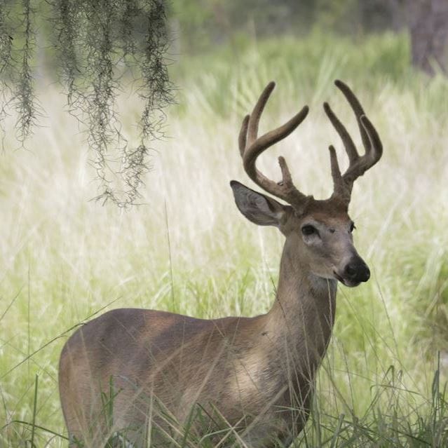 Hunting Land for Sale in Florida &