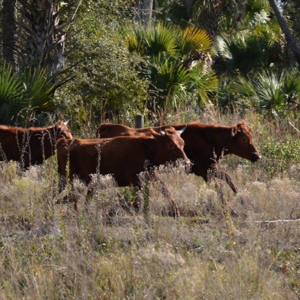 Cattle Ranches for Sale in Florida & View Listings