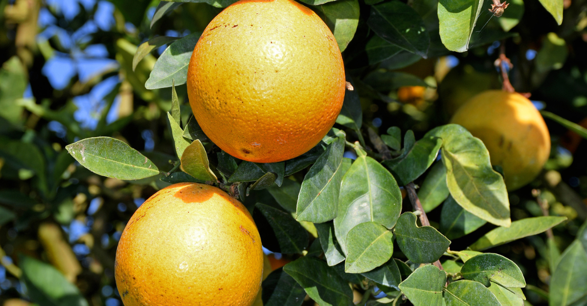 History of Florida's Citrus Industry and Future Predictions