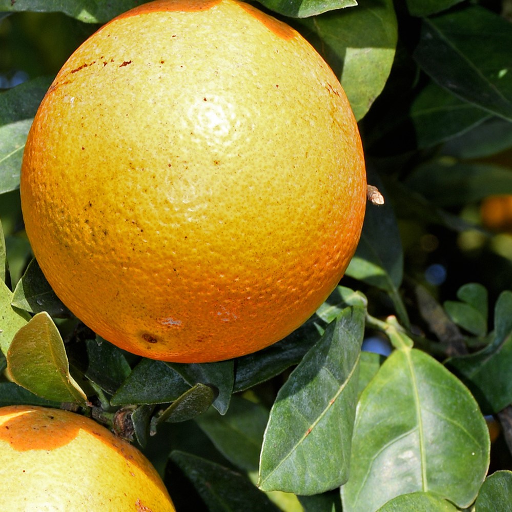 Florida Land Sales Agent is now Accredited SVN Saunders